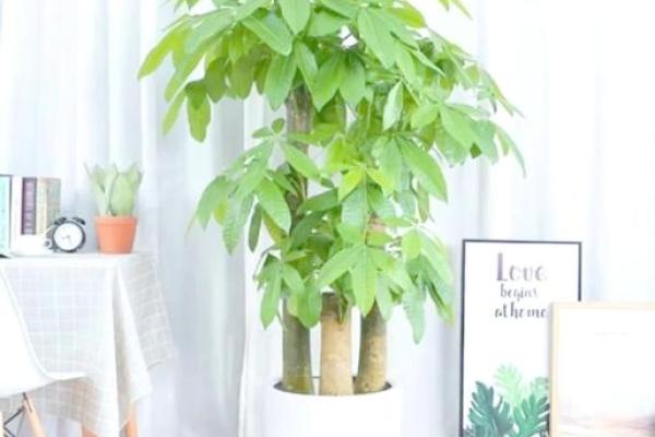 家居风水盆景如何选购与摆放