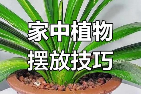 家居风水盆景如何选购与摆放