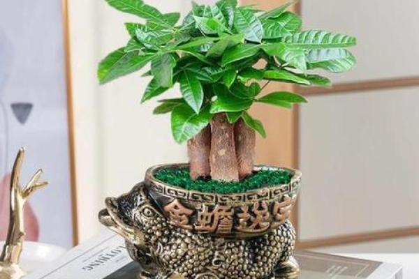 十大招财风水植物推荐让财富源源不断