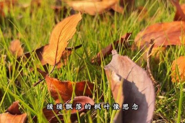 枫叶飘落，见证生命中的转折