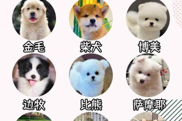 适合不同犬种的狗狗名字大全