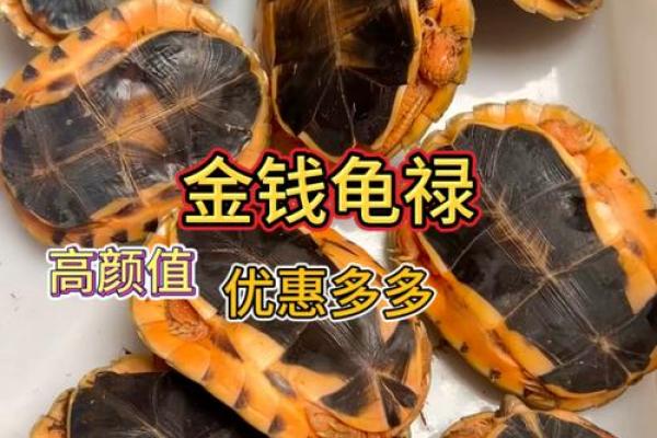 招财龟摆放位置与风水禁忌全解析