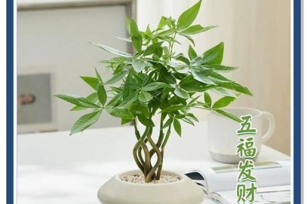 提升财运的风水树木推荐与布置技巧