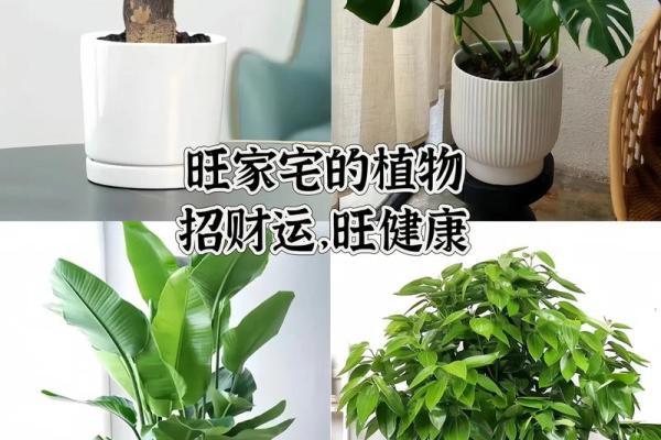 招财旺风水植物的选择与摆放技巧解析