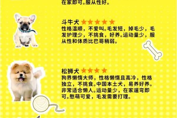 提升狗狗福运的家居风水布局指南
