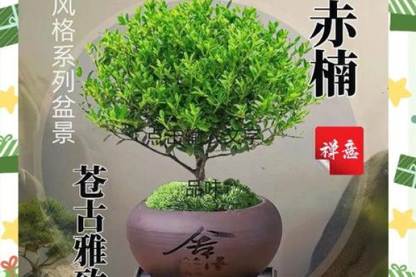 金丝楠木家居风水提升居住运势的秘密