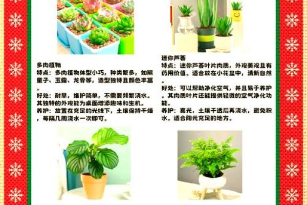 提升办公环境的风水植物挑选指南