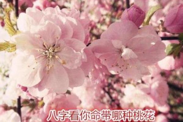 阴花命在命理中的解读与影响