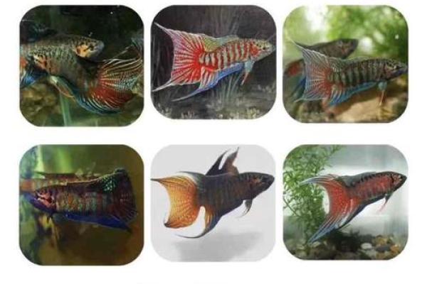 斗鱼名字与水族文化的关系