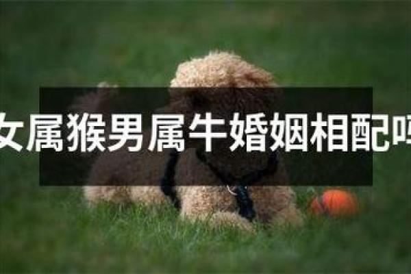 属猴女和属猴男的婚姻是否幸福