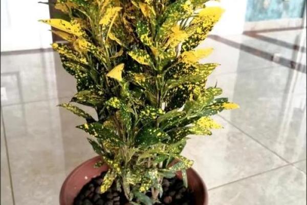 招财盆栽风水禁忌解析避免财运受阻