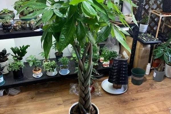 招财盆栽风水禁忌解析避免财运受阻
