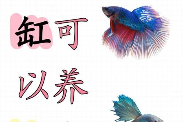 斗鱼名字的创意与个性化命名技巧