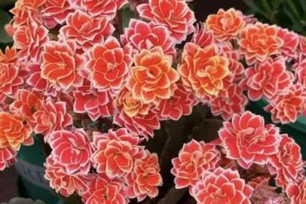 养这些花可能破坏家居风水，影响运势和健康