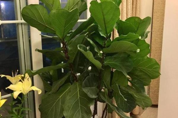 养这些花可能破坏家居风水，影响运势和健康