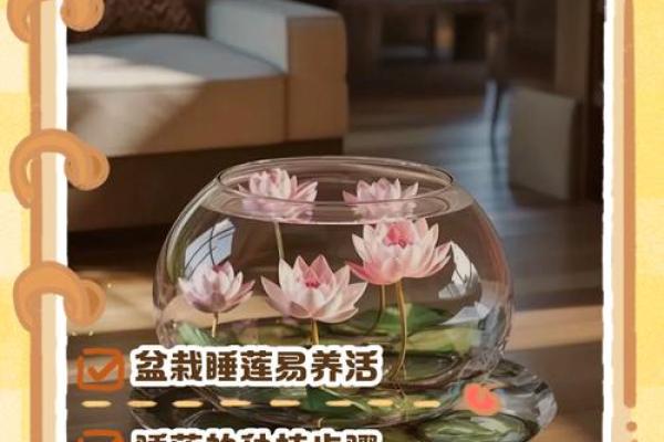 睡莲与家居风水的深度联系 如何改善运气