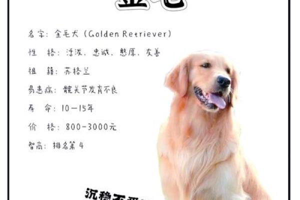 从电影和书籍中获取狗狗名字灵感的方法