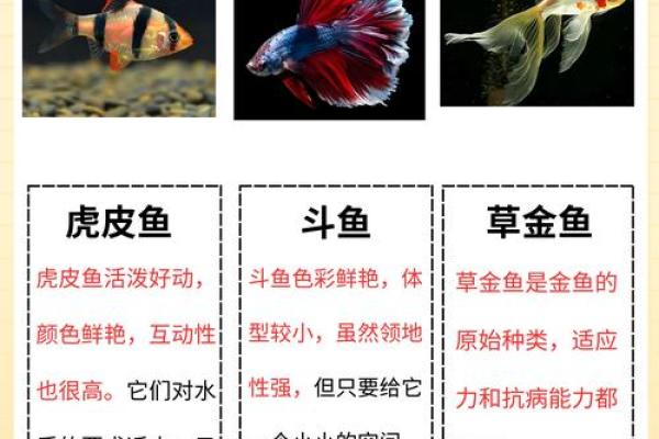 养鱼提升家居风水的五大秘诀
