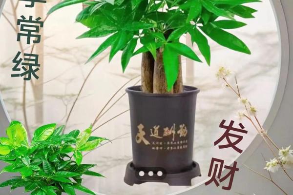 风水师推荐的招财植物及其摆放禁忌