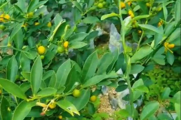 豆风水招财的秘密：如何利用豆类提升财运运势