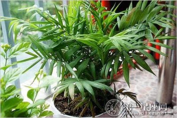 提升运势与美丽 双重招财风水化妆秘籍