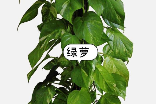 庭院招财风水植物推荐及布局技巧