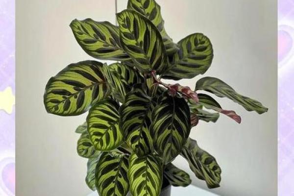 风水植物入宅：十种招财植物的选择与养护