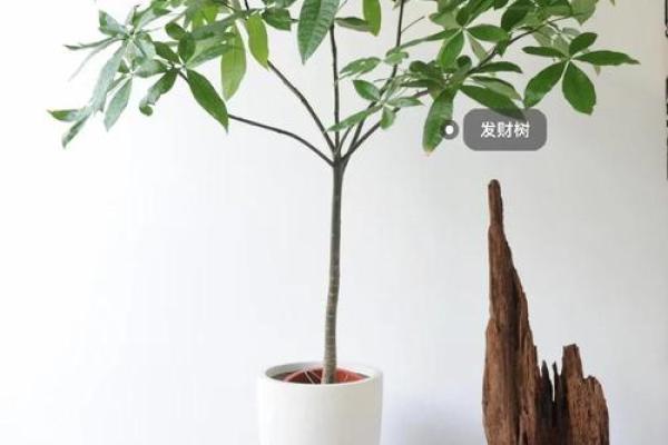 风水植物入宅：十种招财植物的选择与养护