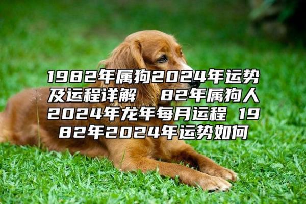 属狗的五行运程详解：今年要注意哪些运势变化