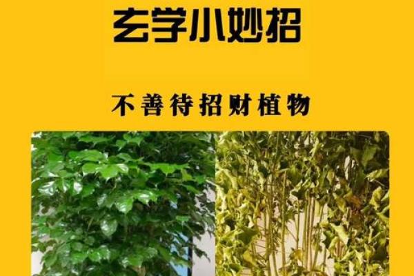 招财风水指南，让财富源源不断