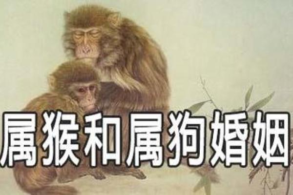 男属狗女属狗，婚姻生活中的优势与挑战