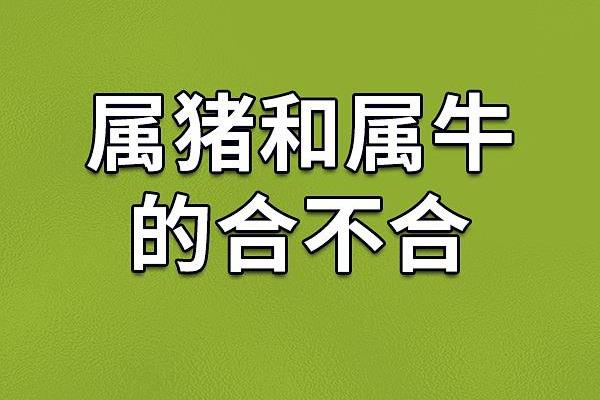 如何看待猪和牛的婚姻配对