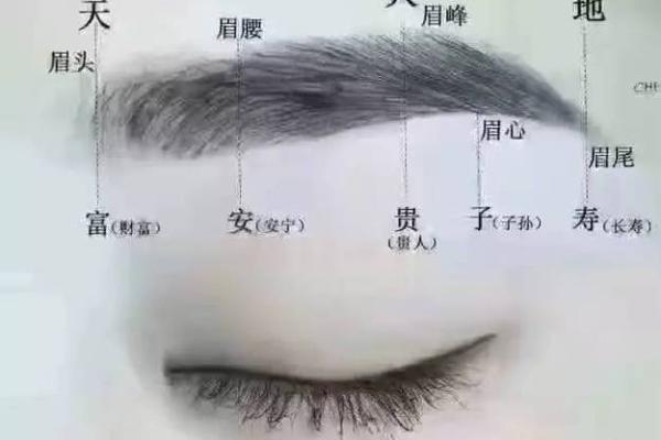 风水眉形如何助力招财运势