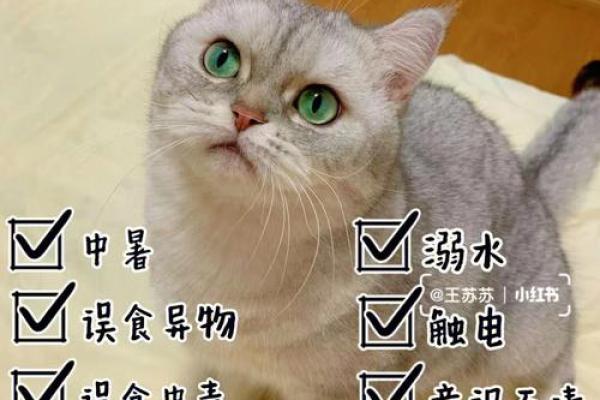 本命年鼠男的财务规划与应急措施