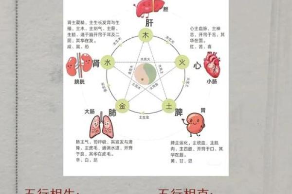 五行体质自测法：轻松了解你的健康优势与弱点