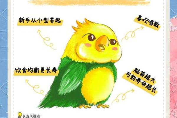 给鹦鹉起名字的技巧与灵感分享