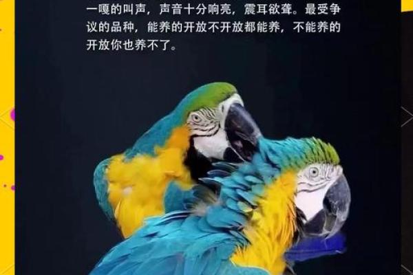 给鹦鹉起名字的技巧与灵感分享