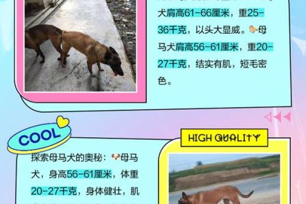 适合赛马和宠物马的创意名字推荐