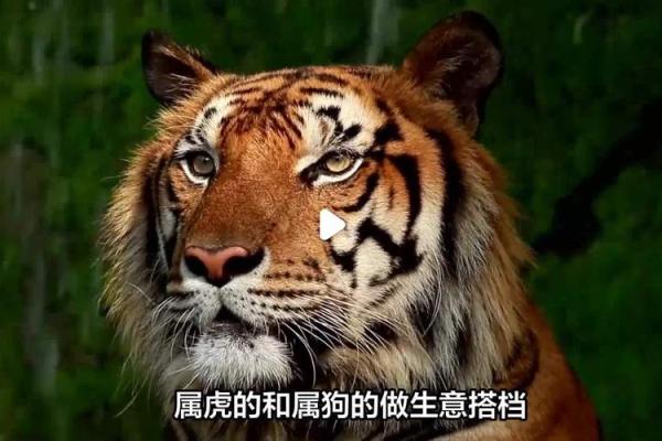 属狗和属虎的缘分如何 这对组合能否携手共度一生