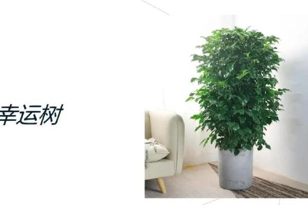 助力职场成功的办公室风水植物推荐