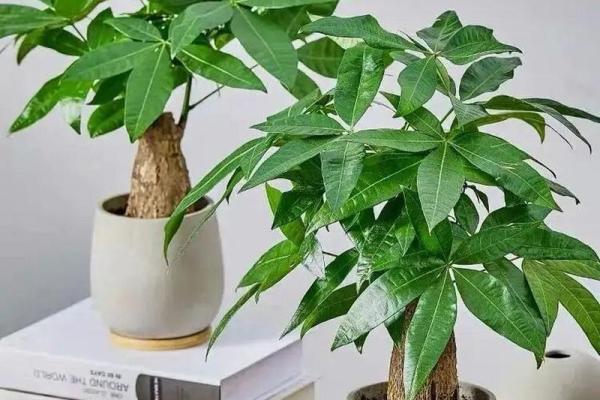 助力职场成功的办公室风水植物推荐