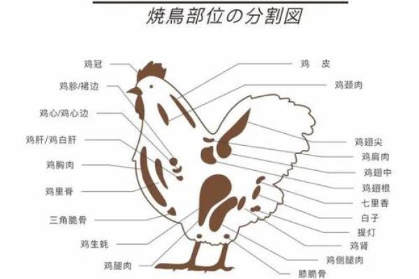 属鸡与生肖属相的相合度分析