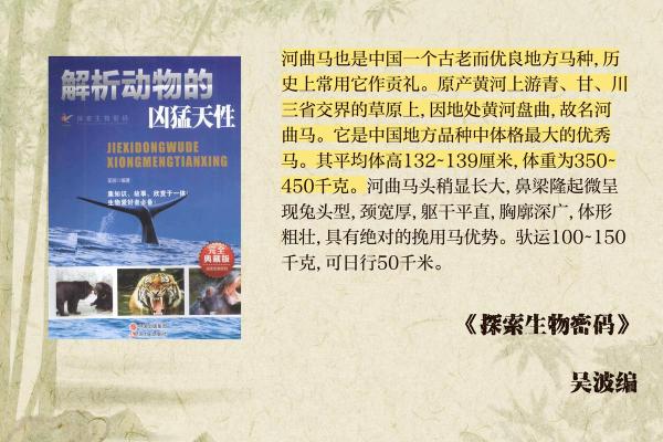 探索不同国家的马匹命名习俗