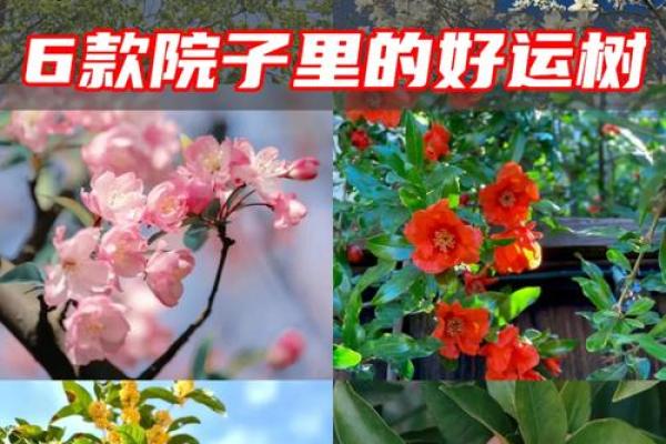 庭院风水与家庭繁荣的密切关系