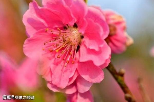 从风水角度看女性如何吸引更多桃花运