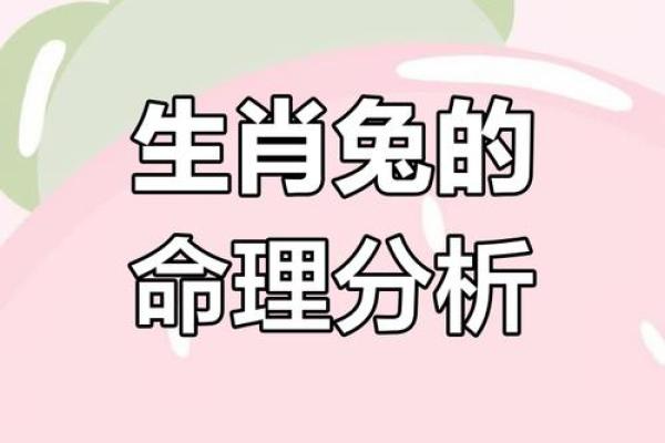 出生的人属什么命？探索生肖兔的命运与性格特点