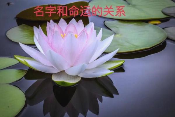 从名字到命运：带七字的深层象征解读