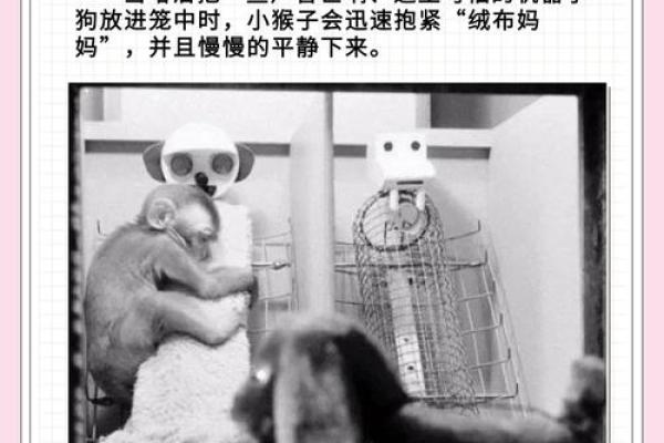 猴和鼠在爱情中的相处之道
