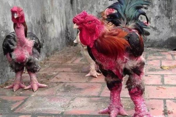 以及如何如何通过影响红人生鸡