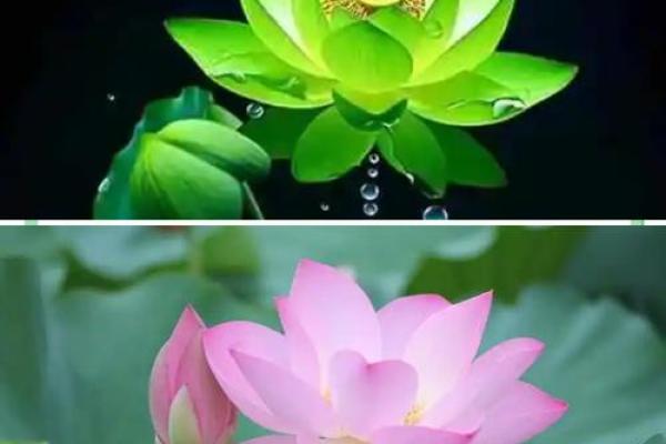 品味风水莲花地的自然魅力与和谐布局